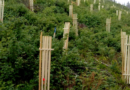 FOF Pflanztermine im Harz | 25.-26.11. | 9:30 bis 14:30